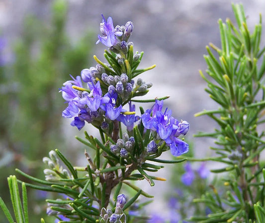 rosemary oil plant