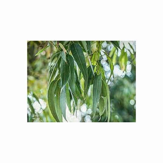 eucalyptus leaves image, essential oils