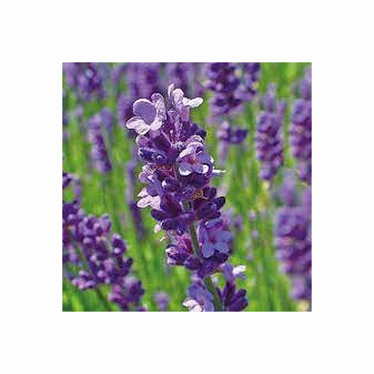 Cildan Essential Oils - Lavender - 10ml