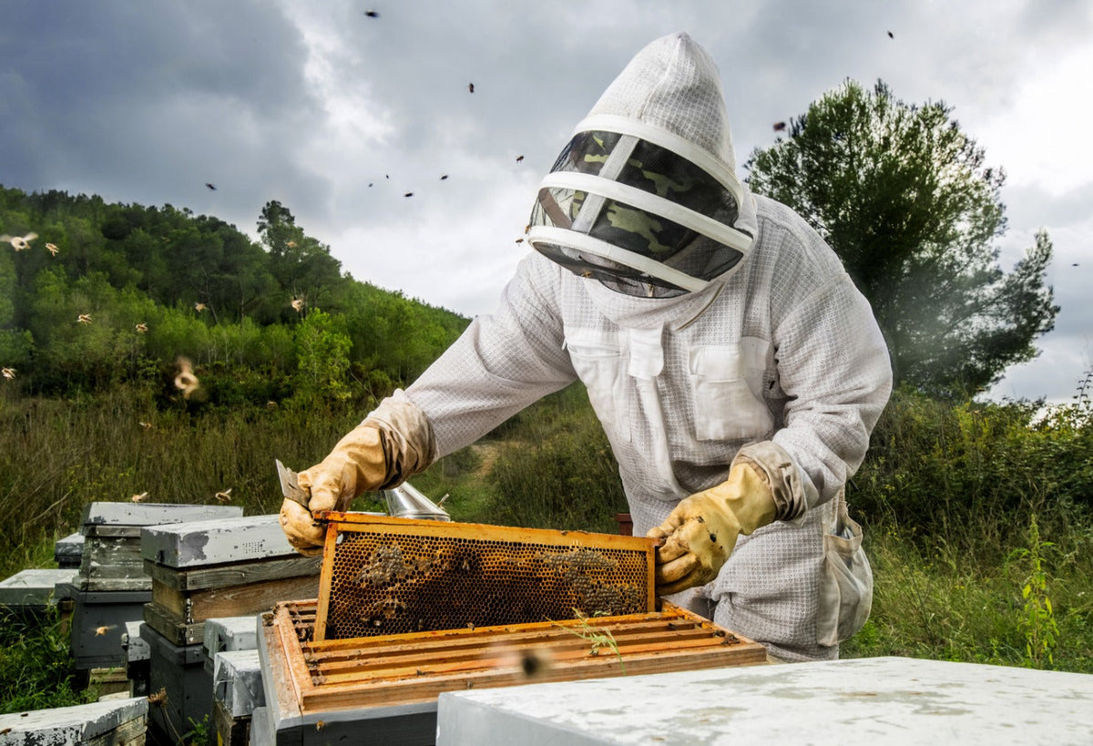 beeswax, skin care, insect repellent