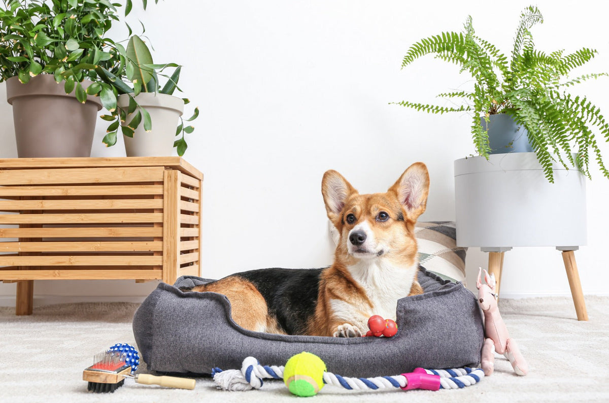 Pets, Cats, Dogs, Aquarium