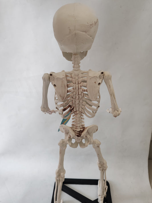 Skeleton on stand 55cm, Halloween decor skeleton, educational skeleton, image from back