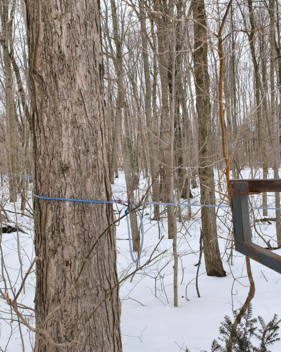 Tree trunk in a snowy forest with a blue rope tied around it