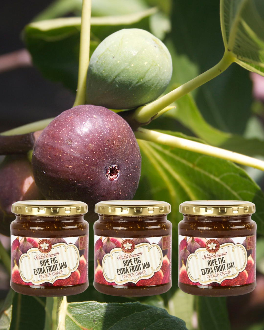 Three jars of Wildflower Ripe Fig Extra Fruit Jam with fresh figs on a branch.