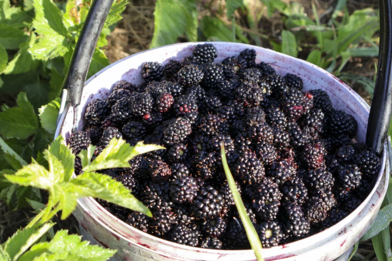 Wildebraam Youngberry Extra Fruit Jam 3 x 330g Jars