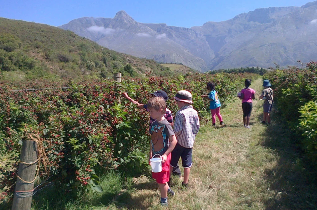 Wildebraam Youngberry Extra Fruit Jam 3 x 330g Jars