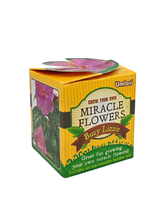 Box of Umlozi Miracle Flowers Busy Lizzie plant kit on a white background