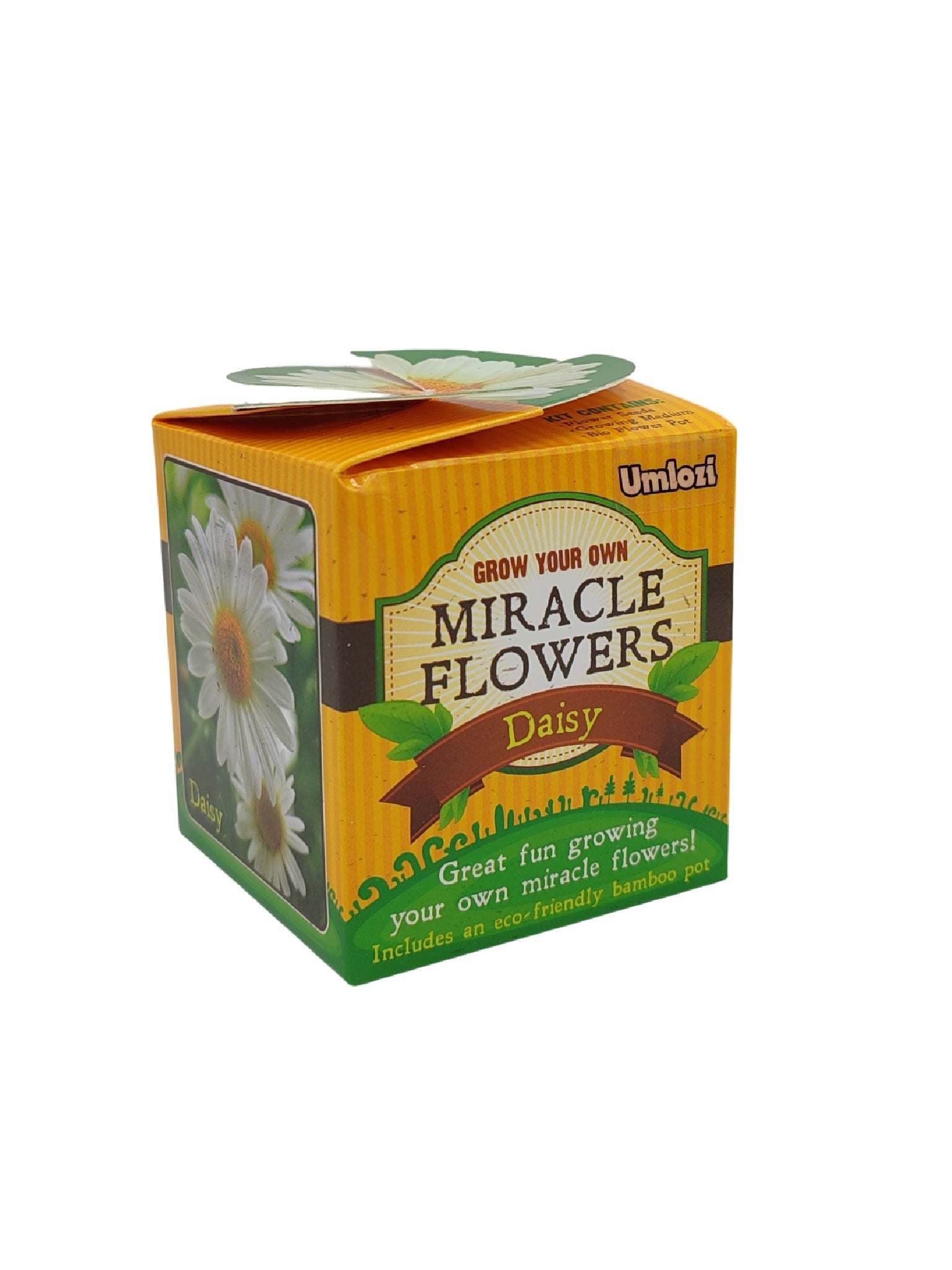 Box of Miracle Flowers Daisy with a yellow background
