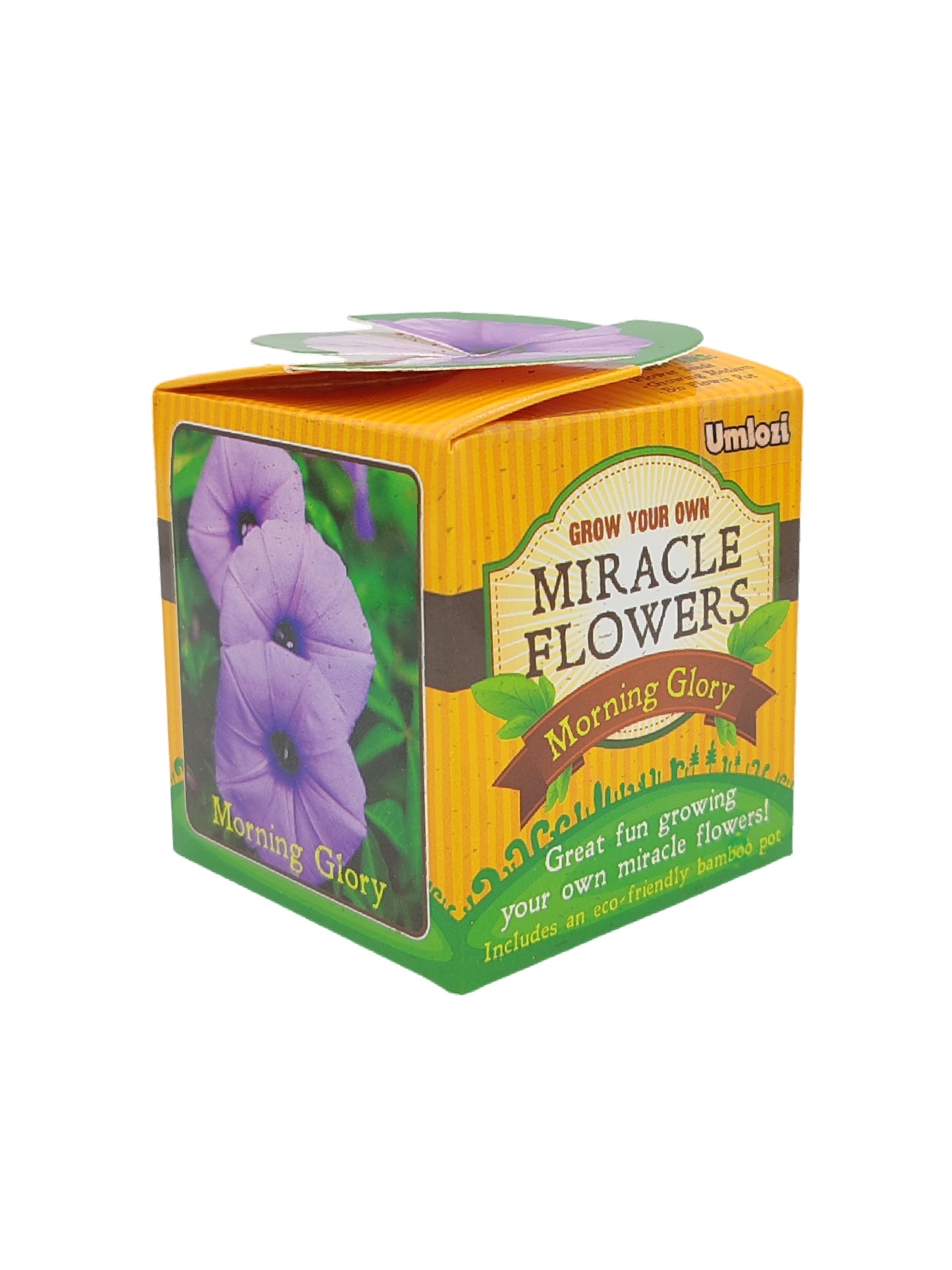 Box of Miracle Flowers Morning Glory plant kit on a white background