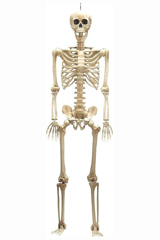 Full Sized Adjustable Skeleton 160 cm