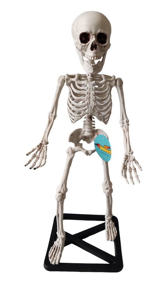 Skeleton on stand 55cm, Halloween decor skeleton, educational skeleton