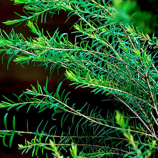 Tea Tree Oil plant