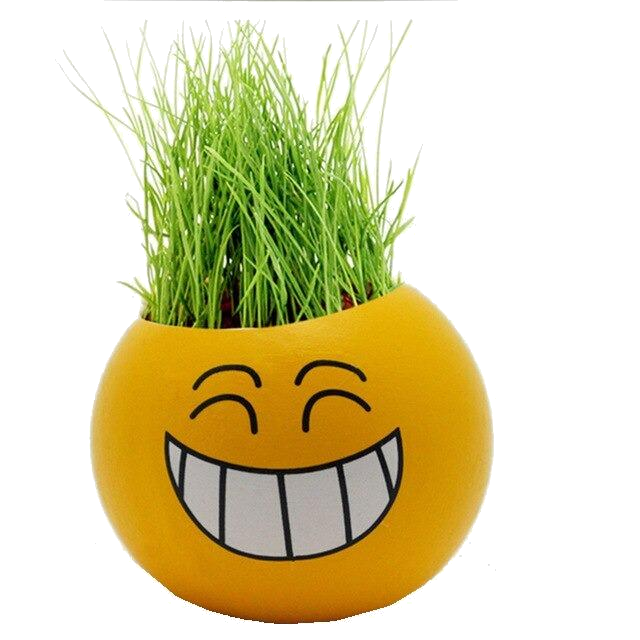 Growing Your Own Grass Heads 2 types, smiley and original