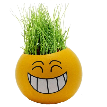 Growing Your Own Grass Heads 2 types, smiley and original - view 2