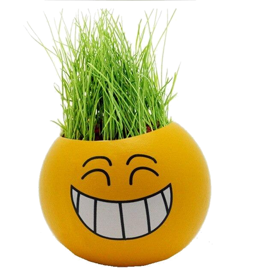 Growing Your Own Grass Heads 2 types, smiley and original